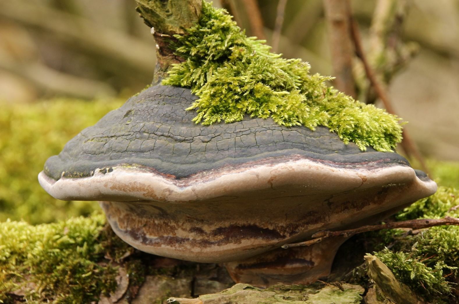 Phellinus linteus