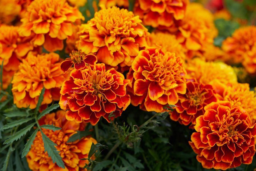 marigold extract powder