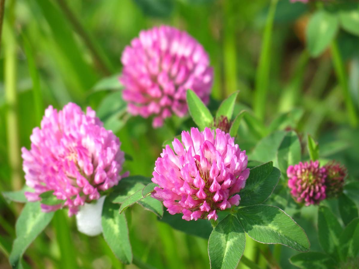 Red Clover extract powder