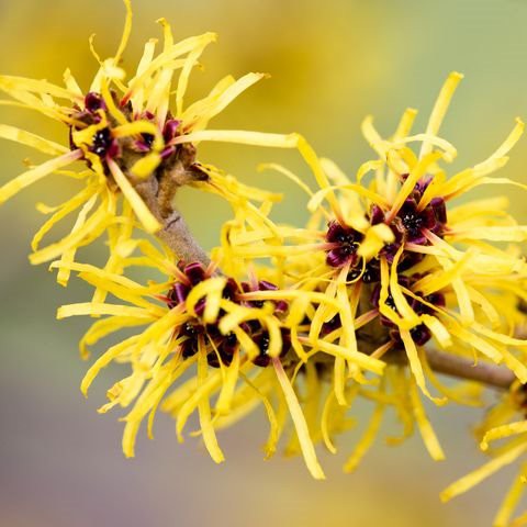 Hamamelis-Virginiana