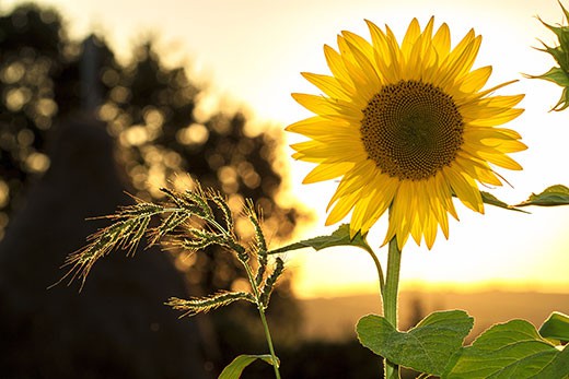 sunflower-extract