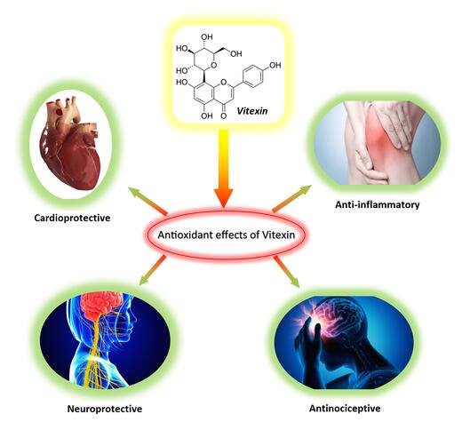 Vitexin-functions