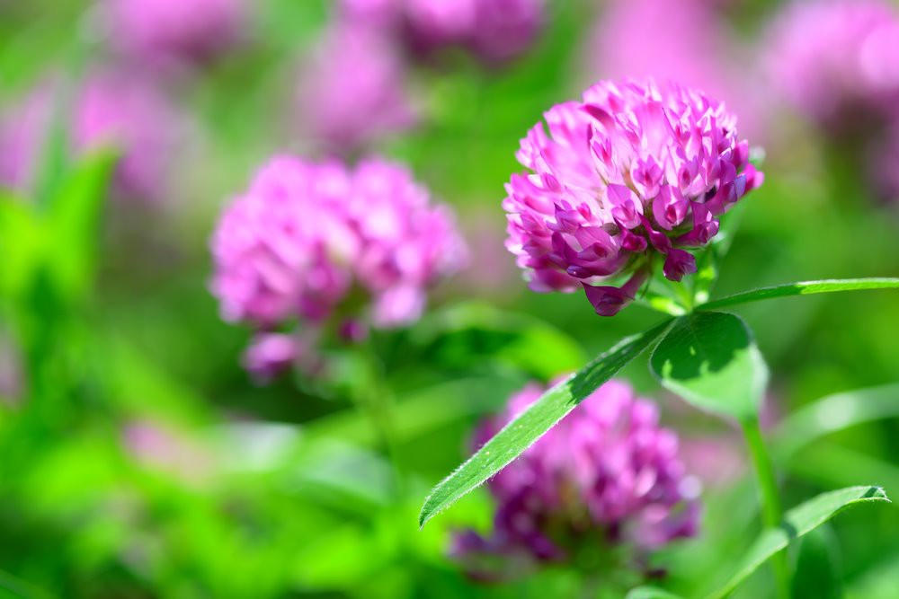 red-clover-extract