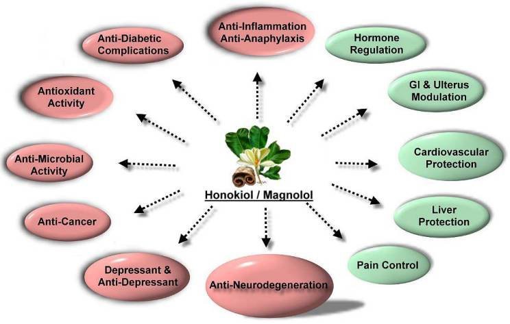 anti-inflammatory- Honokiol