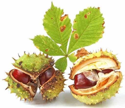 Horse-Chestnut-Extract