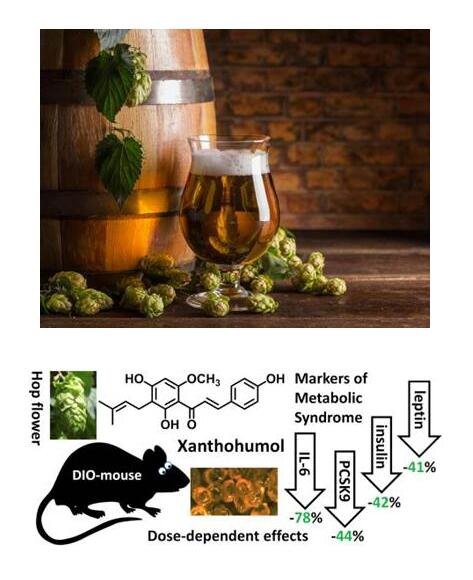 Hops-extract-powder