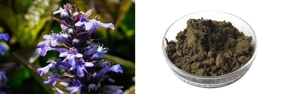 Ajuga-Turkestanica