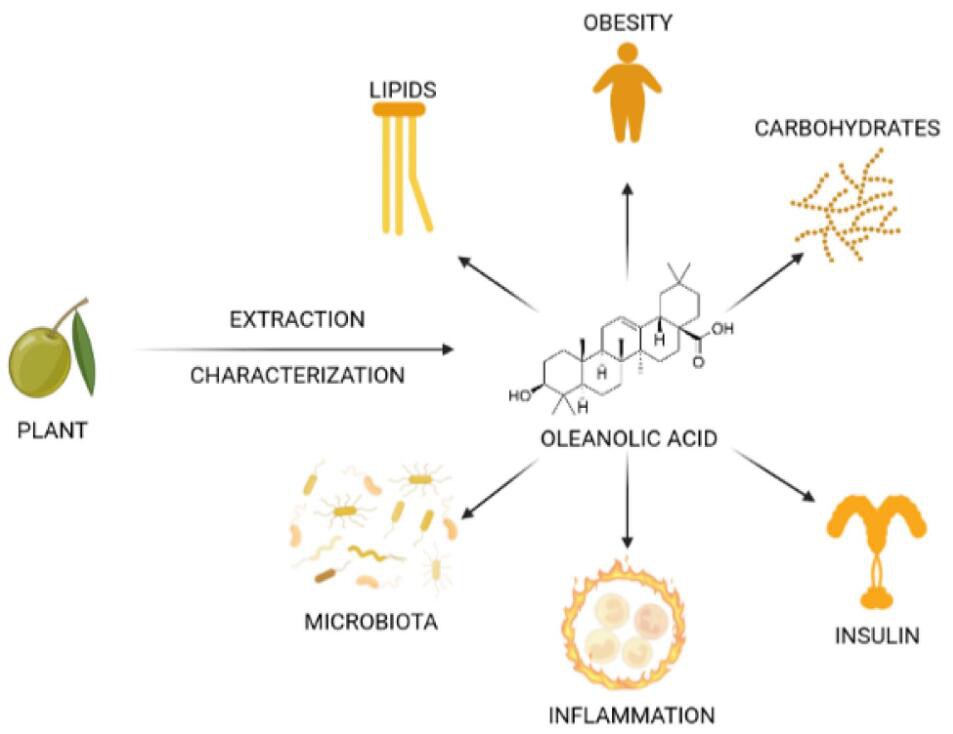 Oleanolic-Acid-Functions