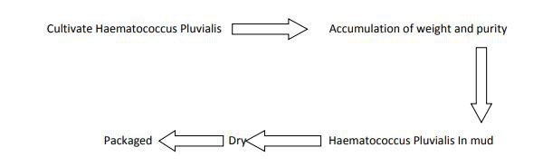 Process-astaxanthin