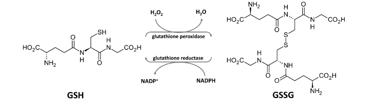 Glutathione.jpg