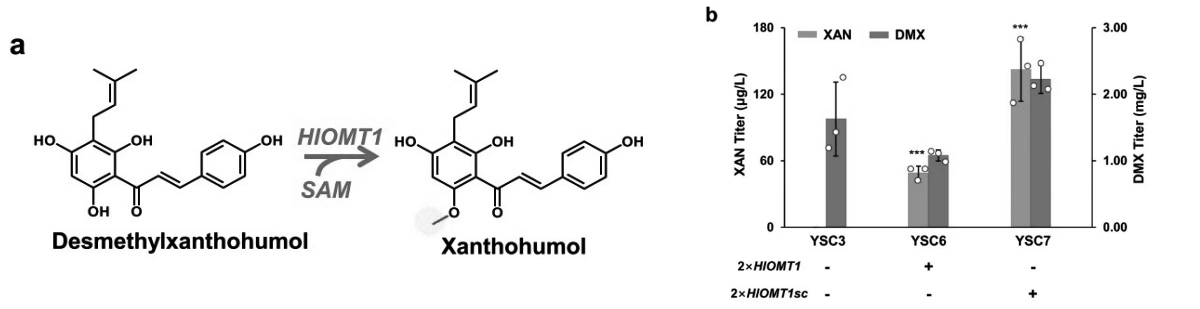 Xanthohumol.jpg