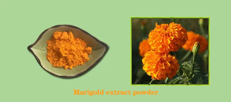 Marigold-extract.gif