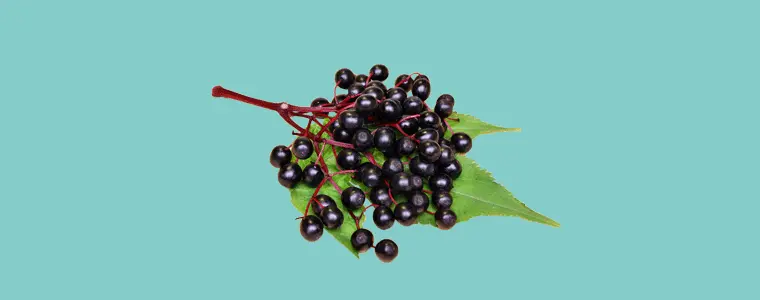 Elderberry.gif