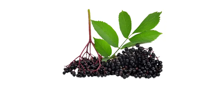 elderberry-extract-p.gif