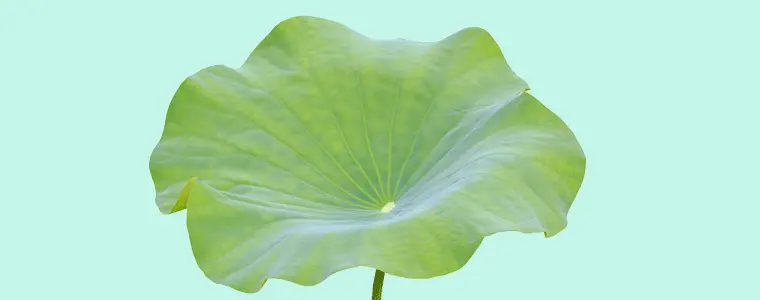 Lotus-Leaf-Extract-g.gif