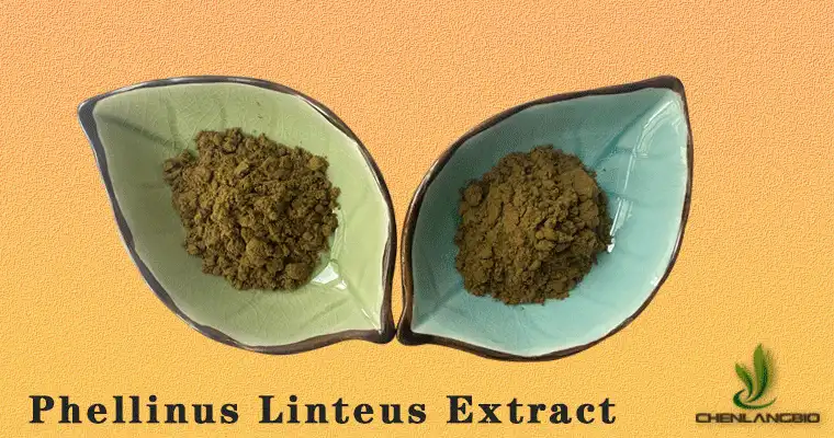 Phellinus-Linteus-Extract.gif