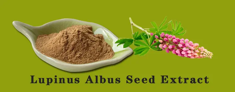 Lupinus-Albus-Seed-Extractb.gif