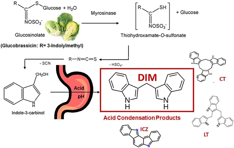 Indole-3-methanol-Benefits.jpg