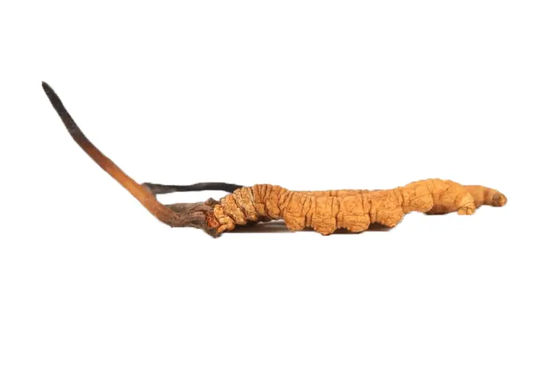 cordyceps-sinens.gif