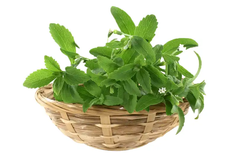 stevia.gif