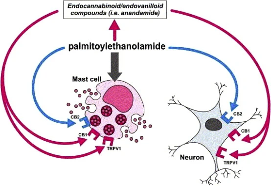 Palmitoylethanolamide-Mechanism-of-Action.jpg