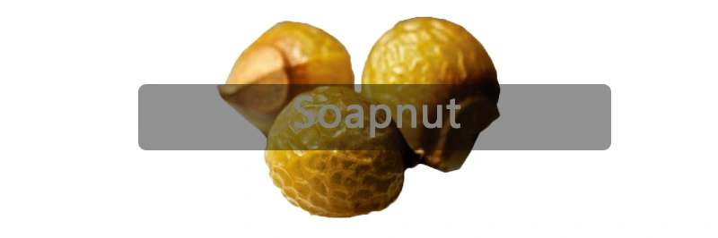 Soapnut.jpg