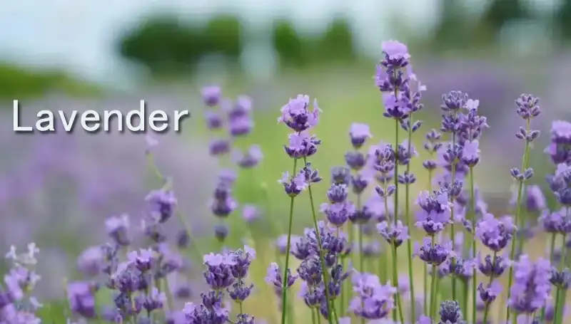 Lavender.jpg