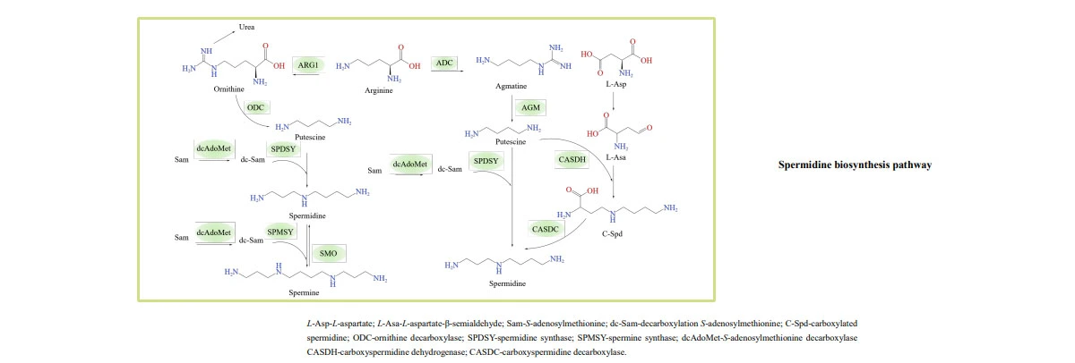 Spermidine.jpg