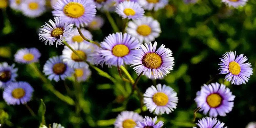 Erigeron-breviscapus-scutellarin