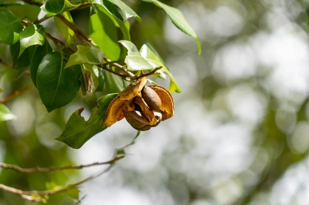 Camellia-Oleifera-Seed-Extract-powder