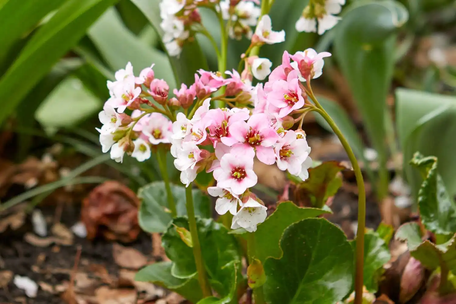 Grow-Bergenia- in-Pots