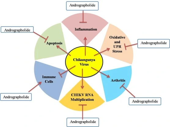 Andrographolide-benefits