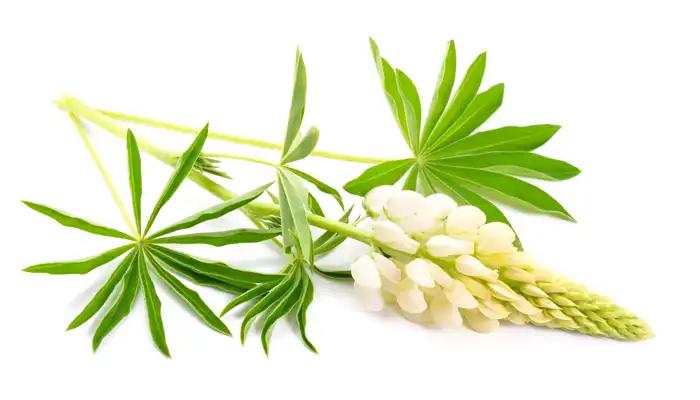 Lupinus-Albus-Extract-powder-supplier