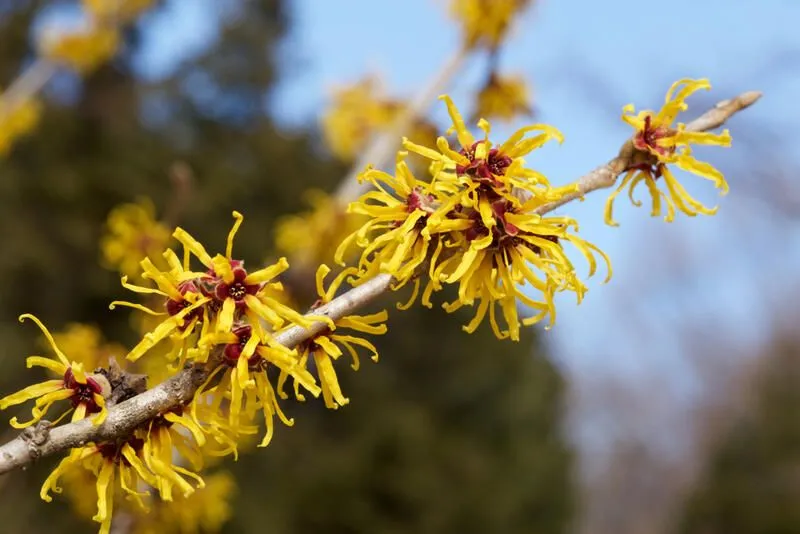 Benefits-of-Witch-Hazel-Leaf-Extract-for- Skin