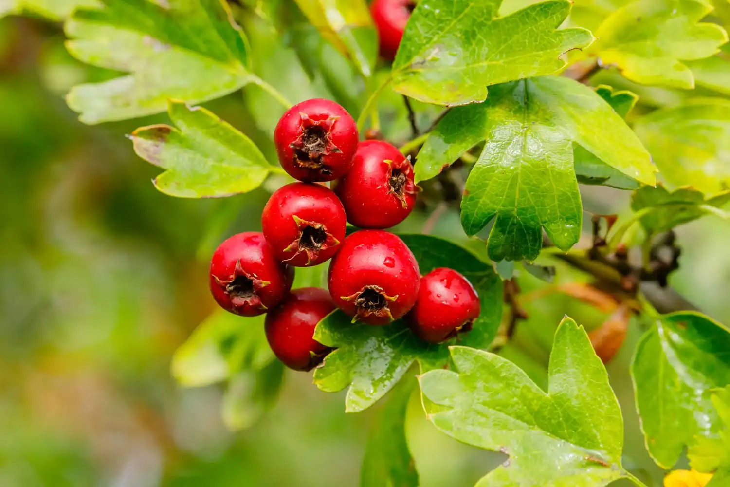 Hawthorn-Leaf-extract