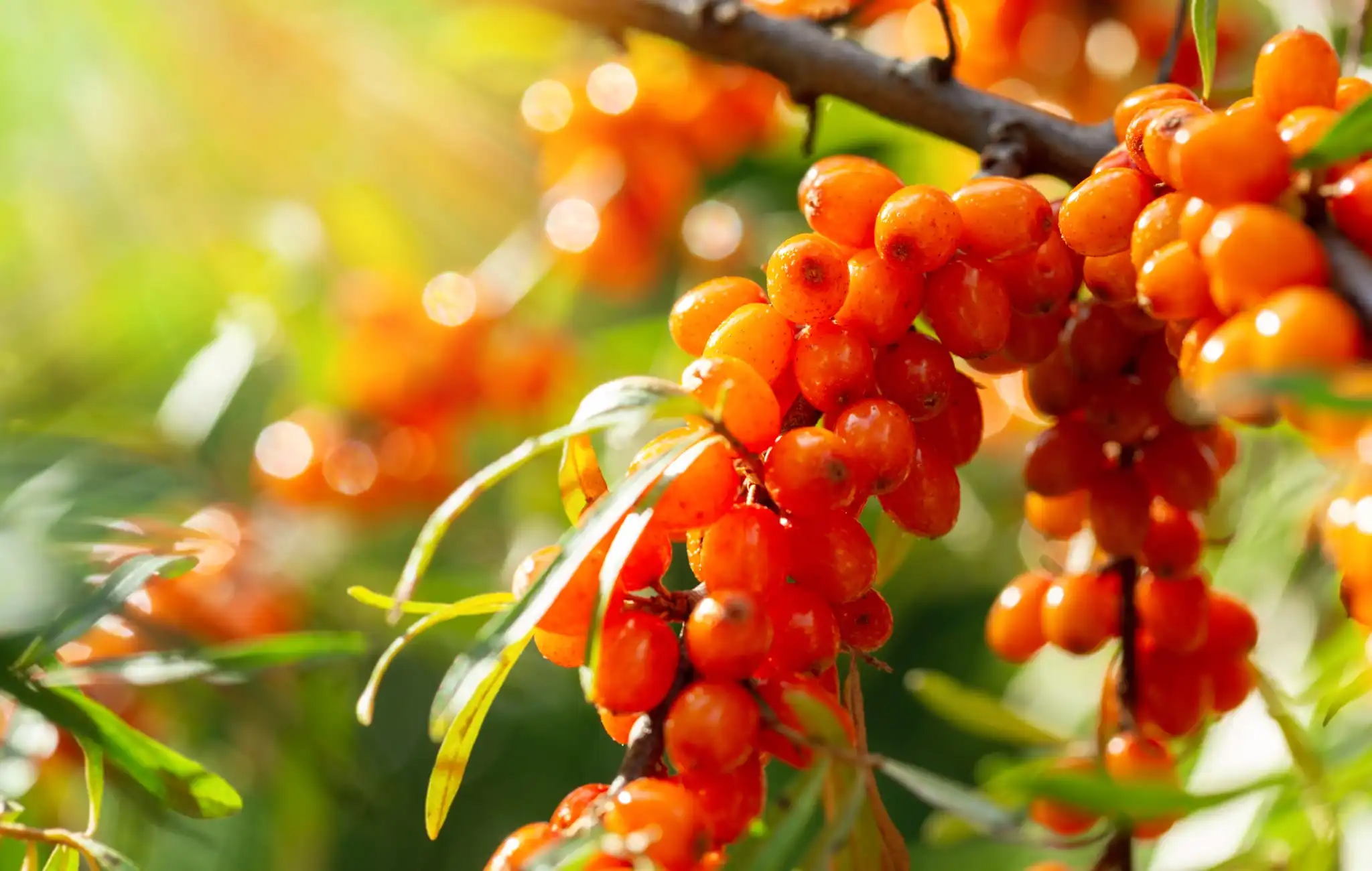 Sea-Buckthorn-Oligopeptide