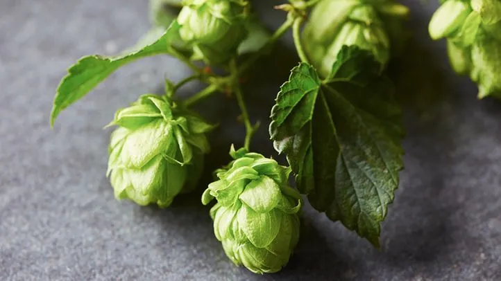 hops-extract-Powder-for-sale