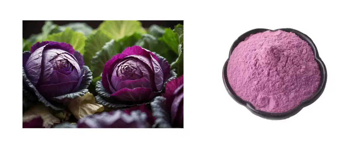 purple-cabbage-extract-powder