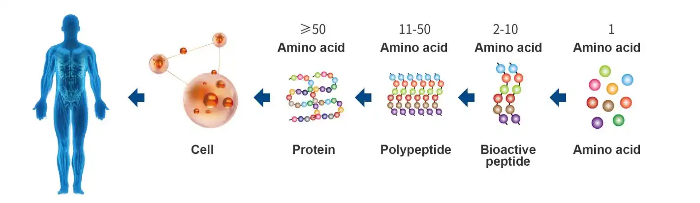 collagen-peptide-powder