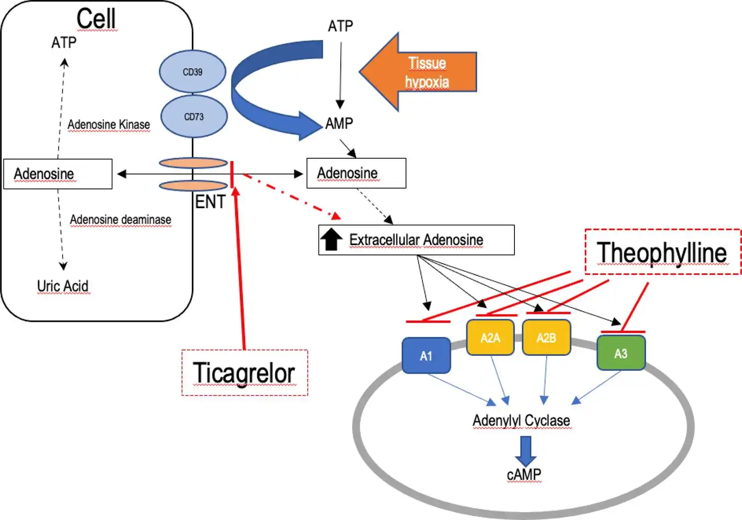 Dyphylline-Mechanism-of-action