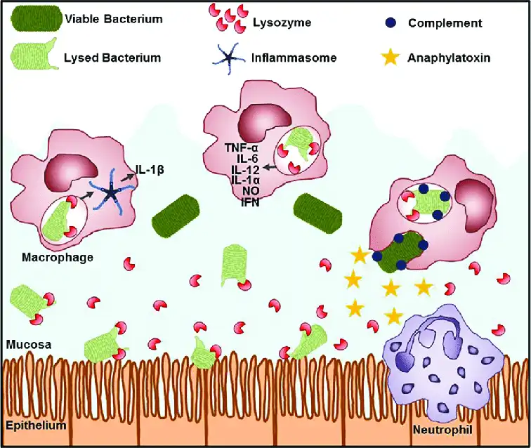 lysozyme-functions