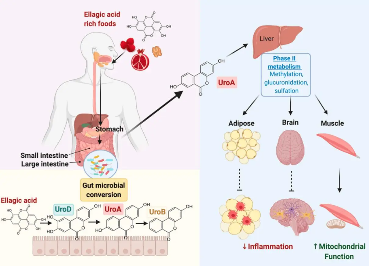 Urolithin-A-metabolism