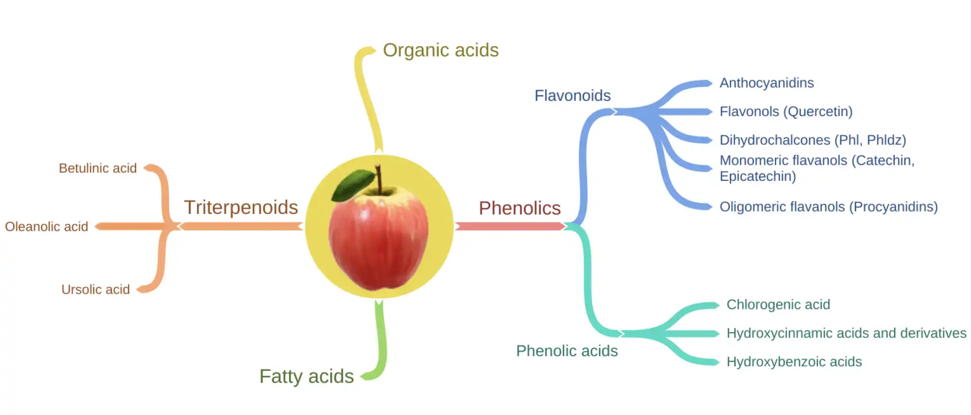 Apple-Polyphenol-benefits Apple-Polyphenol-benefits
