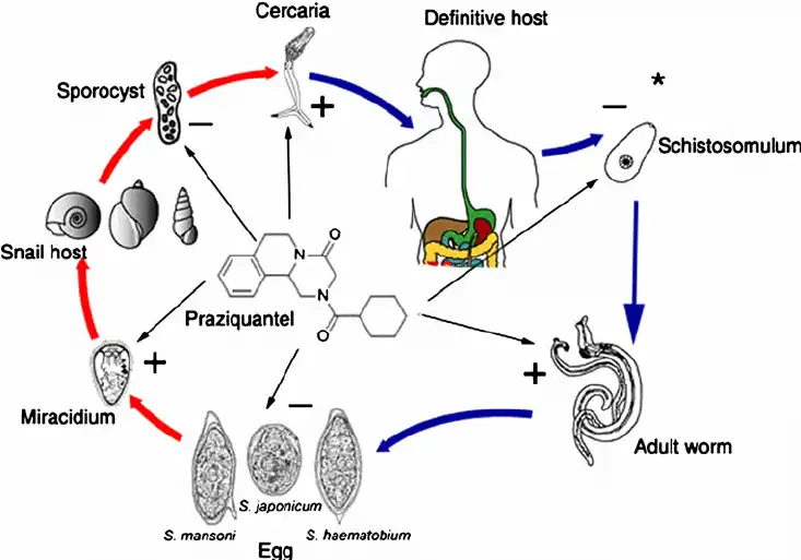 Praziquantel-work