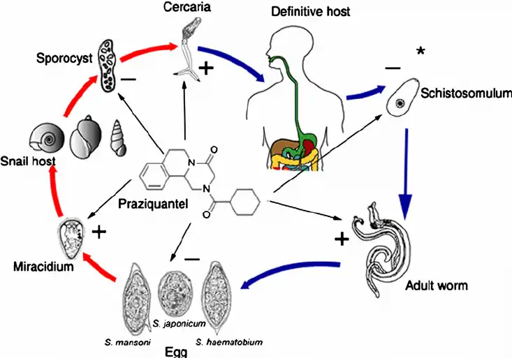 Praziquantel-work Praziquantel-work