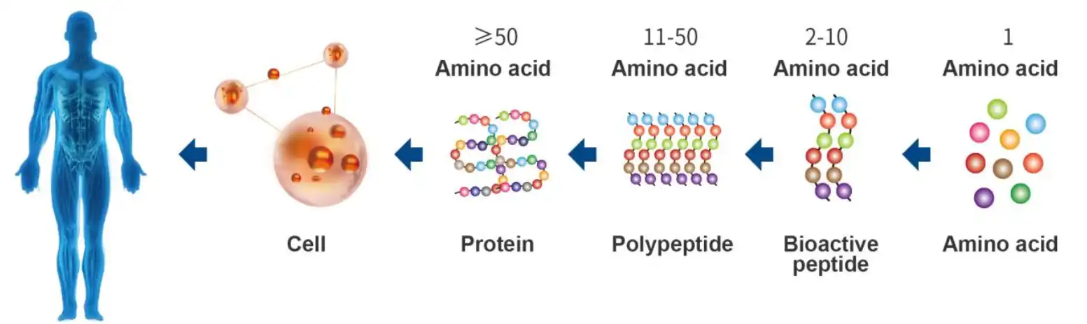 small-molecular-pepetide-pwoder