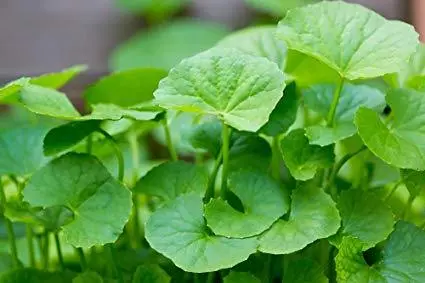 Centella-Asiatica-Extract