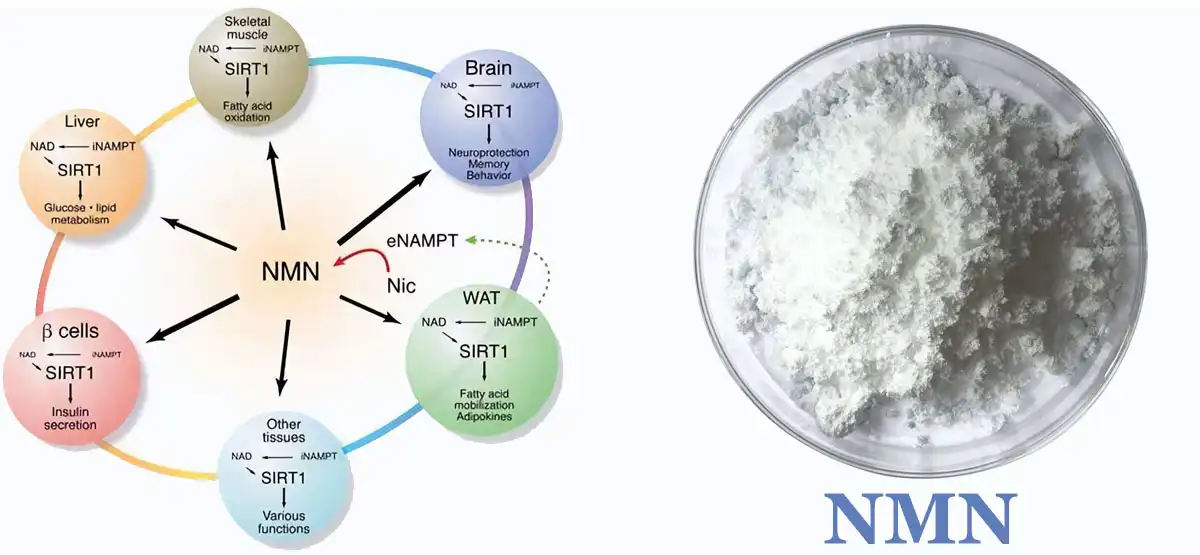 product-1-1 product-1-1